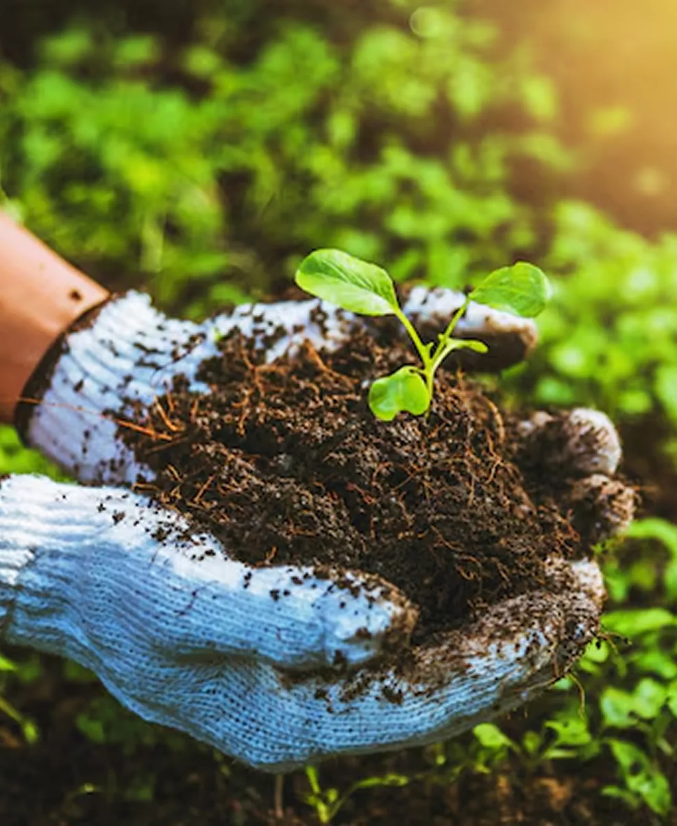 Hands holding soil with a young seedling